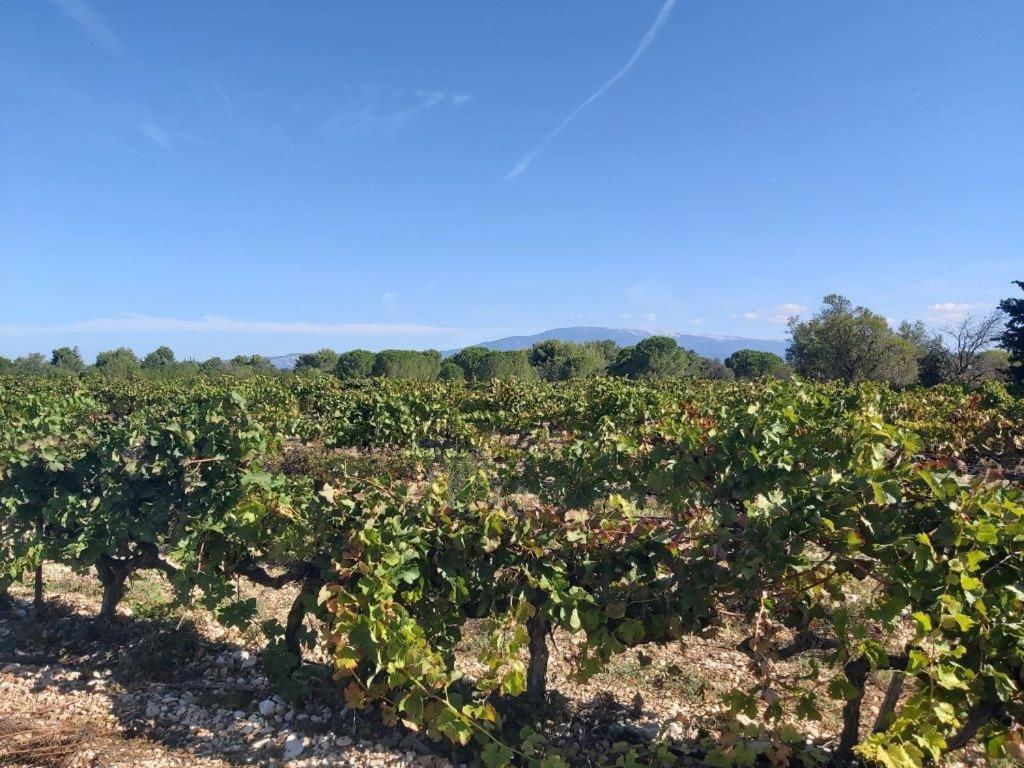 Gite Dans Les Pins Avec Piscine Villa Mazan Esterno foto